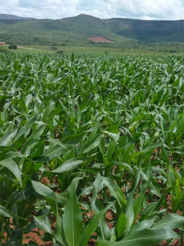Imagem FAZENDA PORTEIRA FECHADA À VENDA - REGIÃO DE DIAMANTINA 257 hectares de área total