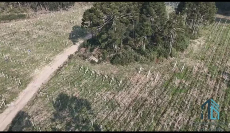 Imagem - Fazenda, Vinícola, Sítio, A VENDA, próximo ao centro de São Joaquim SC