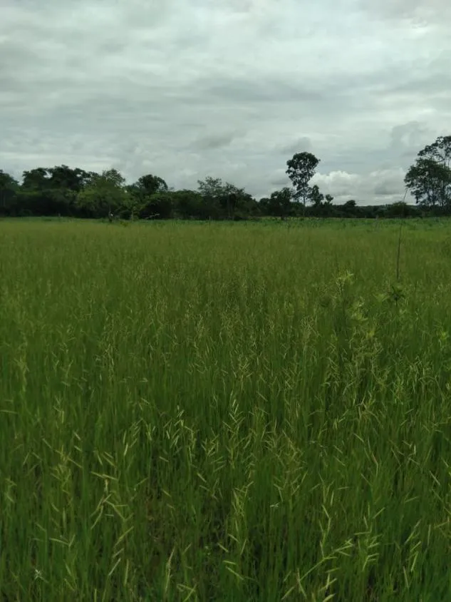 Imagem FAZENDA À VENDA - MORRO DA GARÇA / CORINTO (MG) 113 hectares de terra