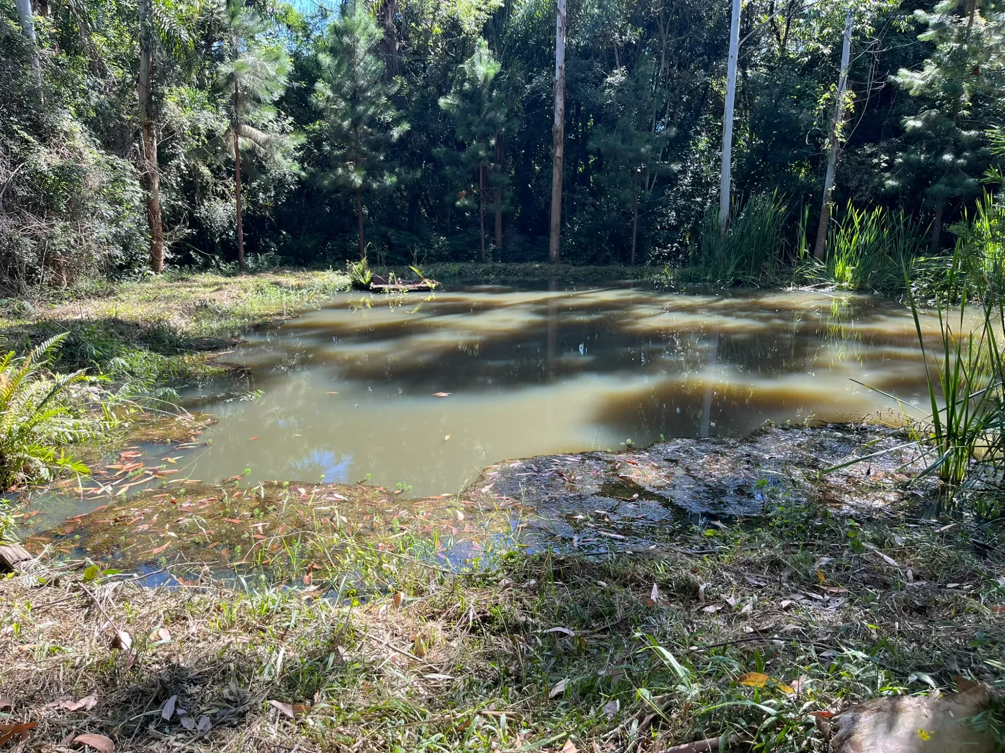 Imagem Chácara com 3 Quartos à Venda, 8000 m² em Campina do Taquaral - São José dos Pinhais