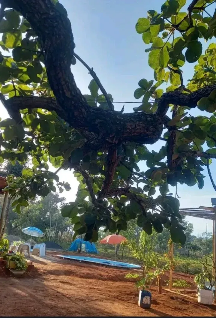 Imagem Chácara com 2 Quartos à Venda, 80 m² em Chácaras Marajoara - Luziânia