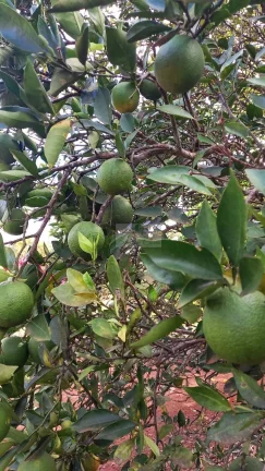Imagem CHÁCARA JARDIM CANANÉIA
