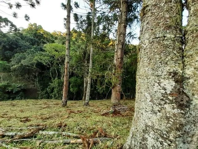 Imagem Chácara à venda 170000M², Paraibuna, Cunha - SP