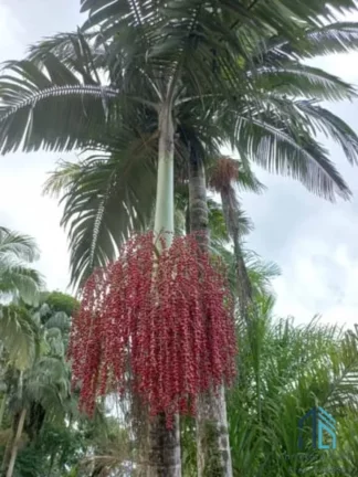 Imagem Chácara/Sítio, propriedade produtiva, 30 hectares com plantação de palmito pupunha, em Guaratuba PR