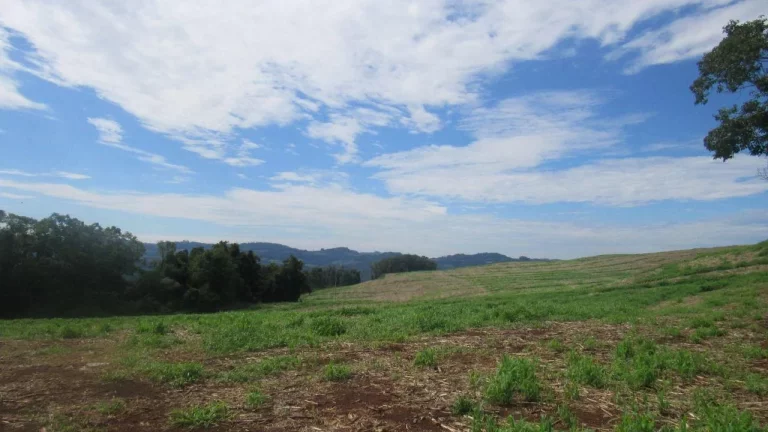 Imagem Área Agrícola para Venda em Concórdia, Rancho Grande