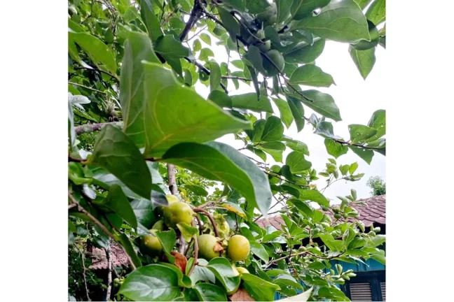 Imagem CLBG 120 Lote 612511062-6 - Fazenda à venda no bairro Riozinho - Riozinho/RS