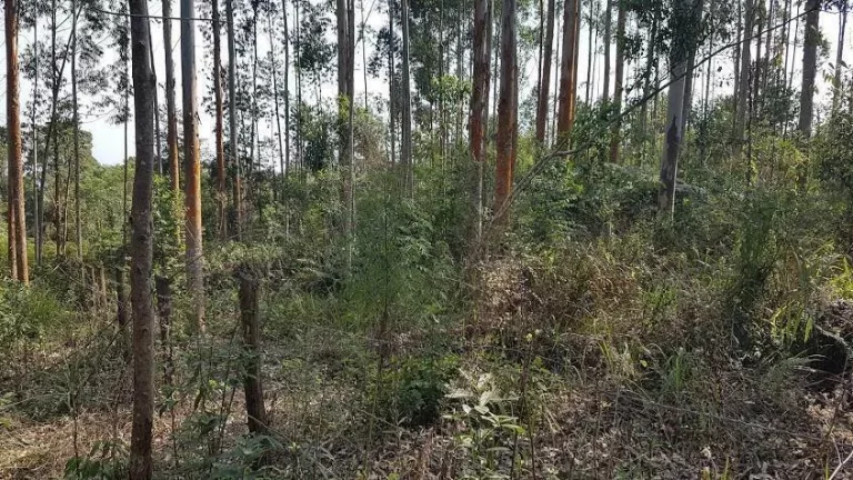 Imagem Área Rural 5 Alqueires - 3 Barras de Cima - Bateias!