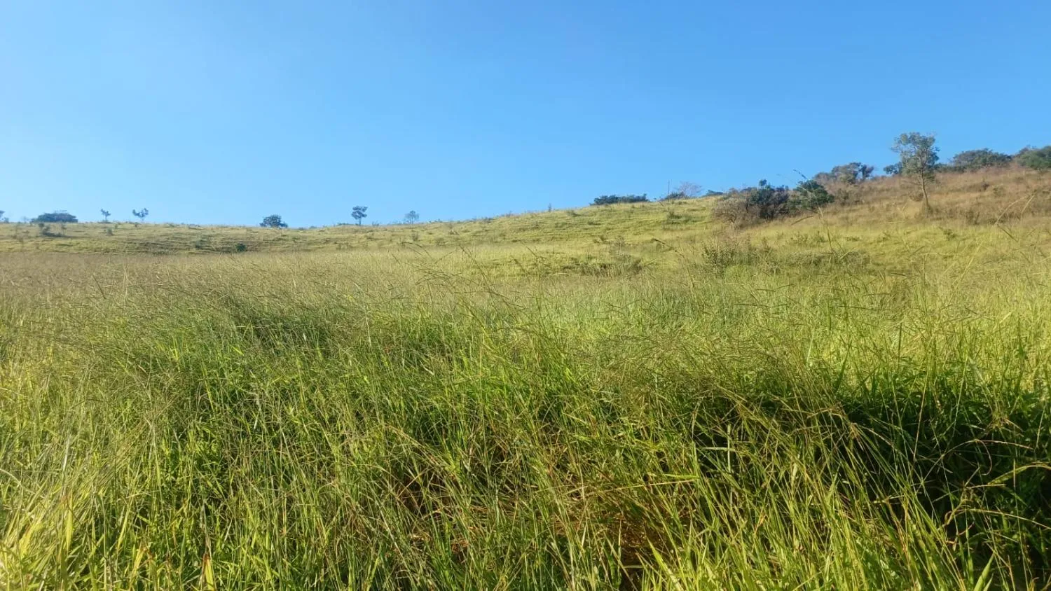 Imagem FAZENDA À VENDA - OLIVEIRA (MG) 107 hectares de terra