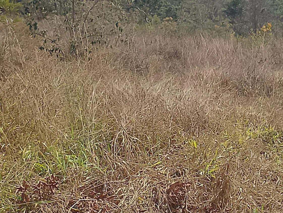 Imagem Vendo um excelente sítio em Piedade dos Gerais/MG, com 5,6 hectares (56.000 m²)