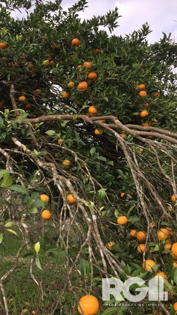 Imagem Excelente Sitio de 22 Ha em Mariana Pimentel.