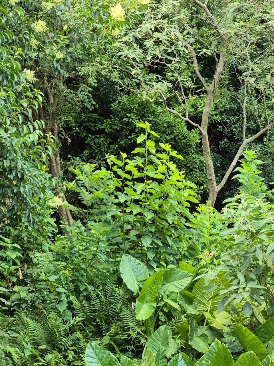 Imagem EXCELENTE OPORTUNIDADE DE TERRENO - LOCALIZAÇÃO ESTRATÉGICA!