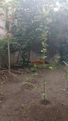 Imagem Sobrado com 2 dormitórios à venda, 450 m² por R$ 399.000,00 - Jardim Adriana - Guarulhos/SP
