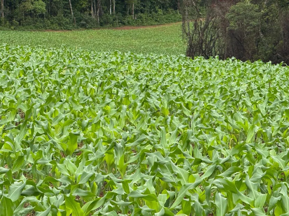 Imagem FAZENDA À VENDA - ENTRE RIOS DE MINAS 500 hectares de terra