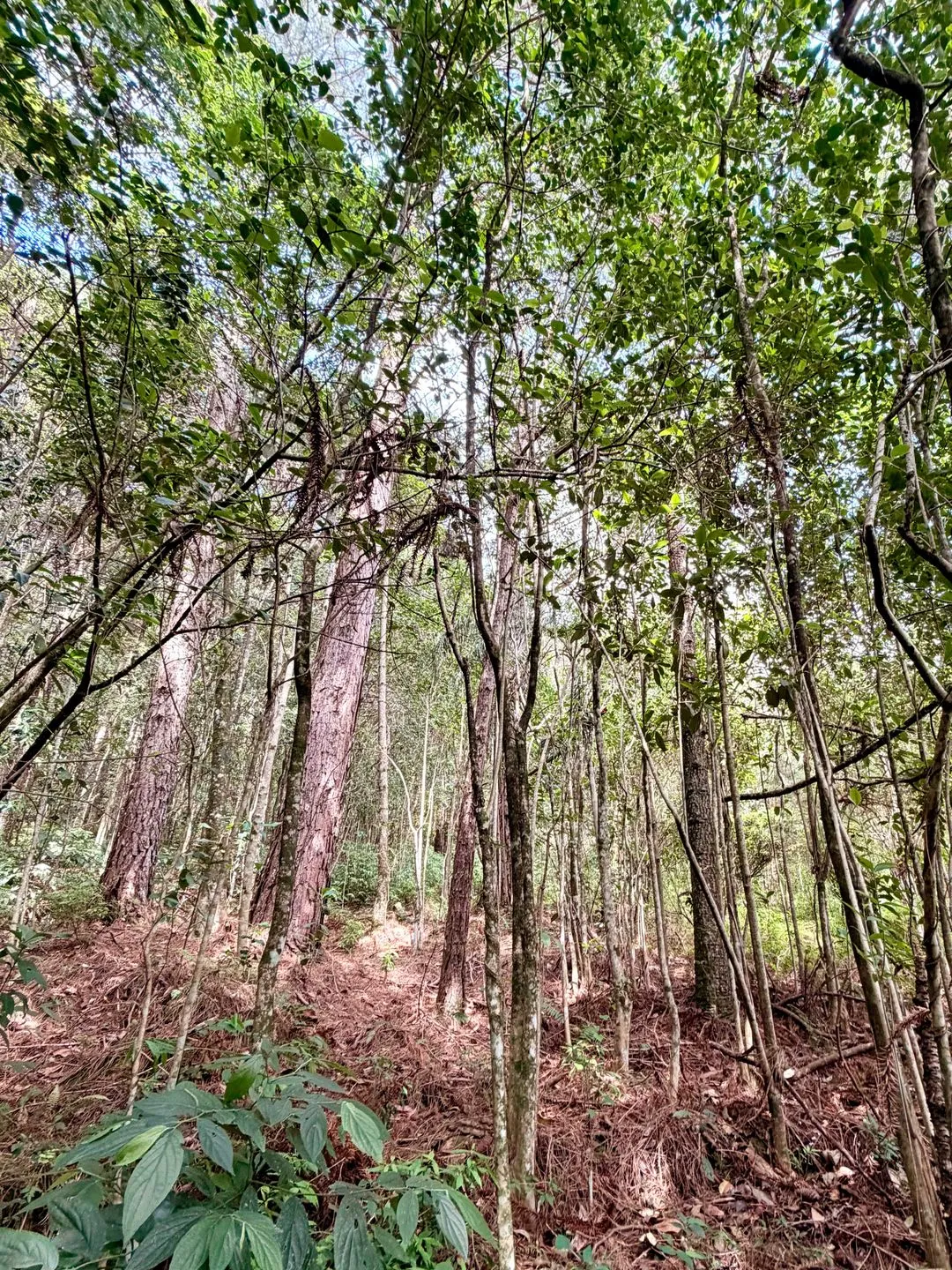 Imagem Chácara à venda em Caxias do Sul, Centro, 20000m2