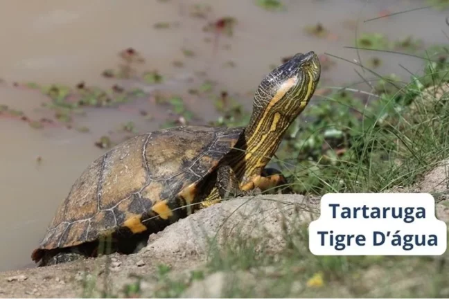 Imagem Terreno/Lote Residencial para venda no bairro São Lucas em Viamão