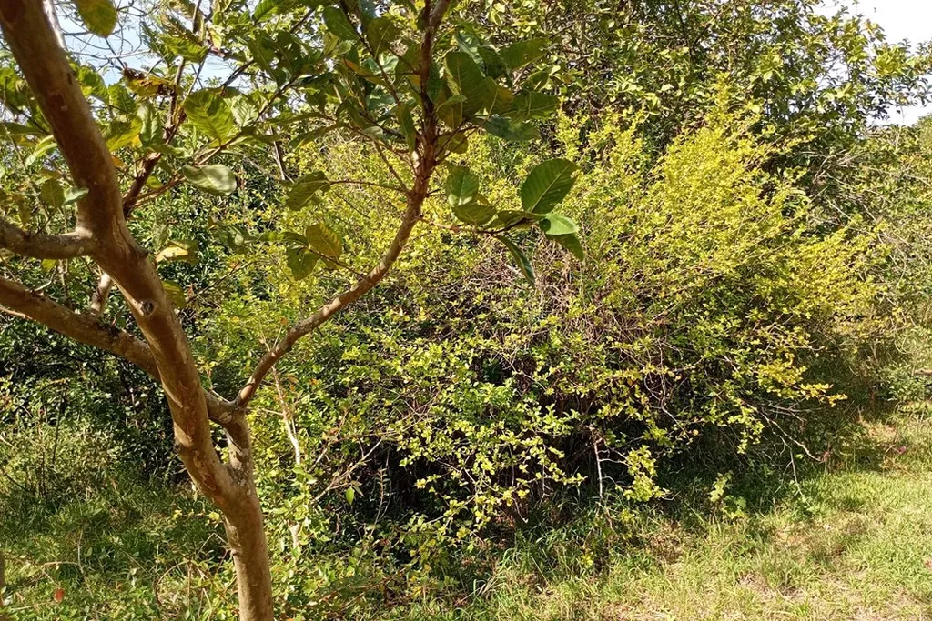Imagem Fazenda em Belém Novo