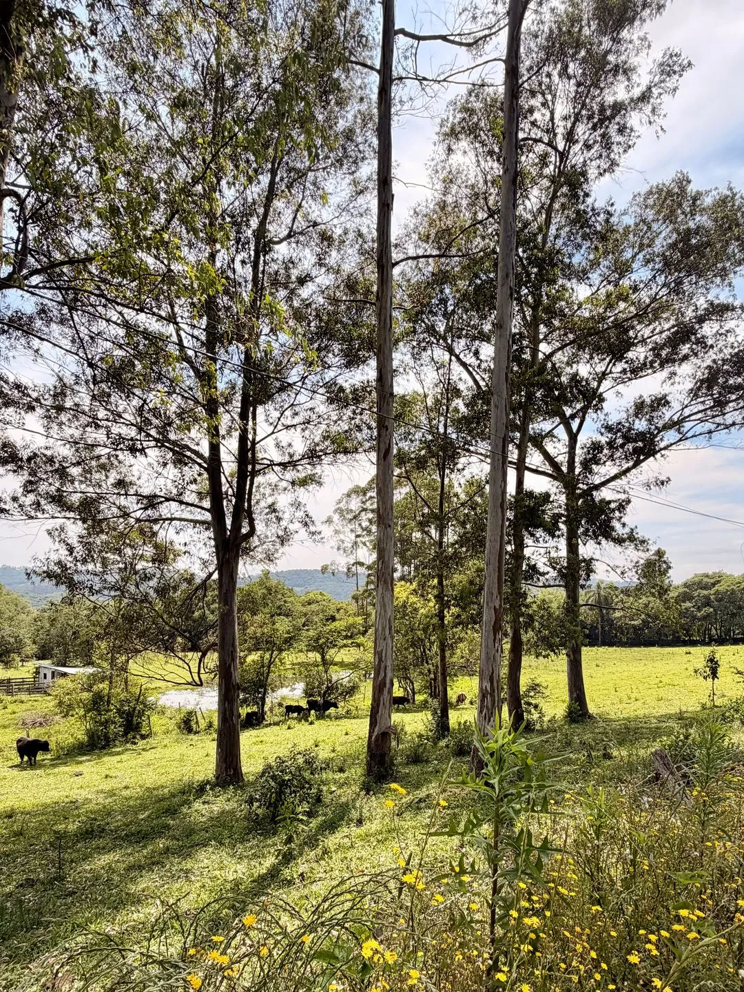 Imagem Chácara à venda em Caxias do Sul, Centro, 20000m2