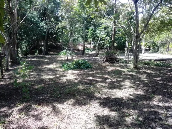 Imagem Glebas na Ponta da Baleia