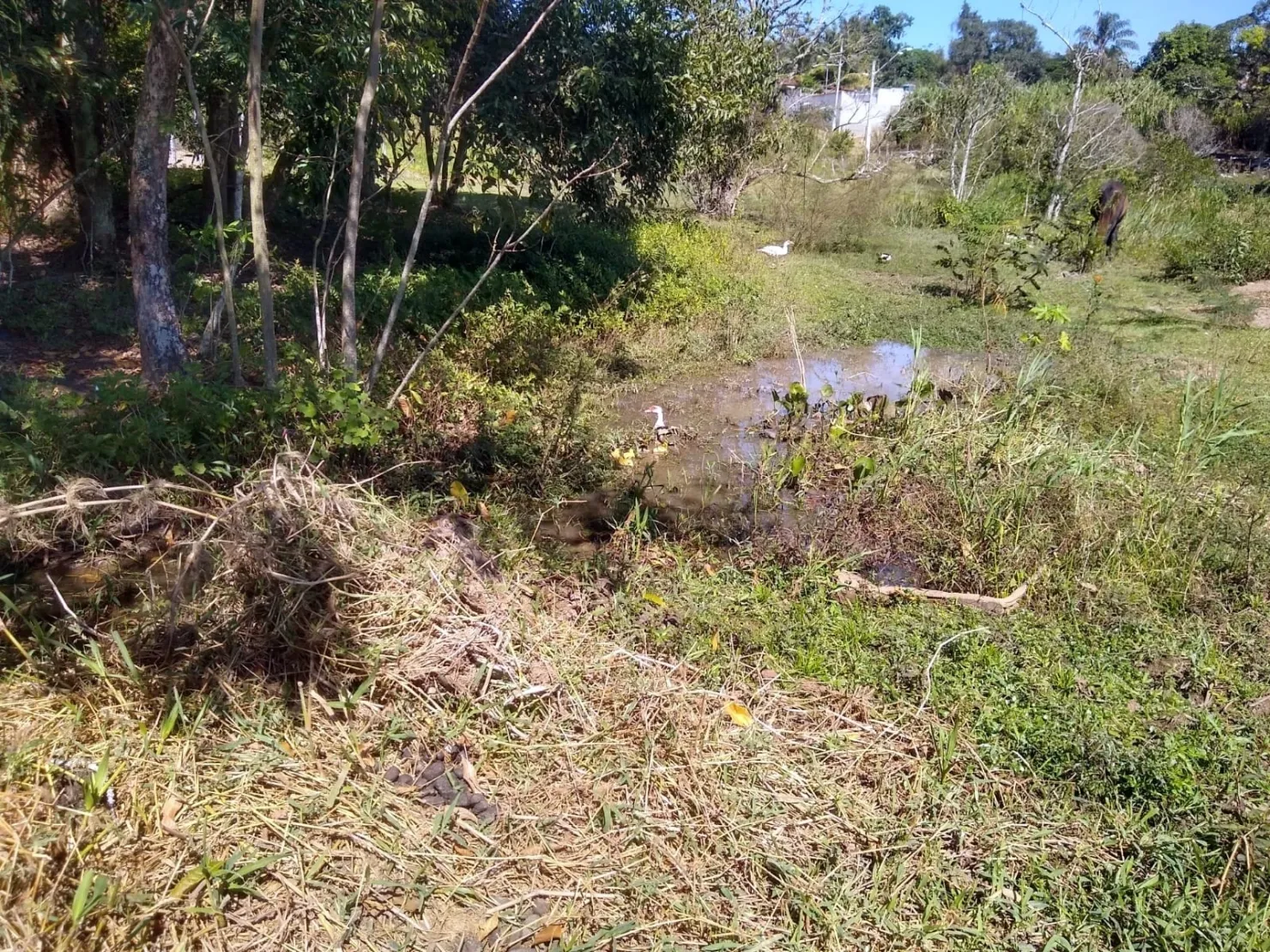 Imagem Chácara à venda, Bosque dos Ipês, Guaratinguetá, SP