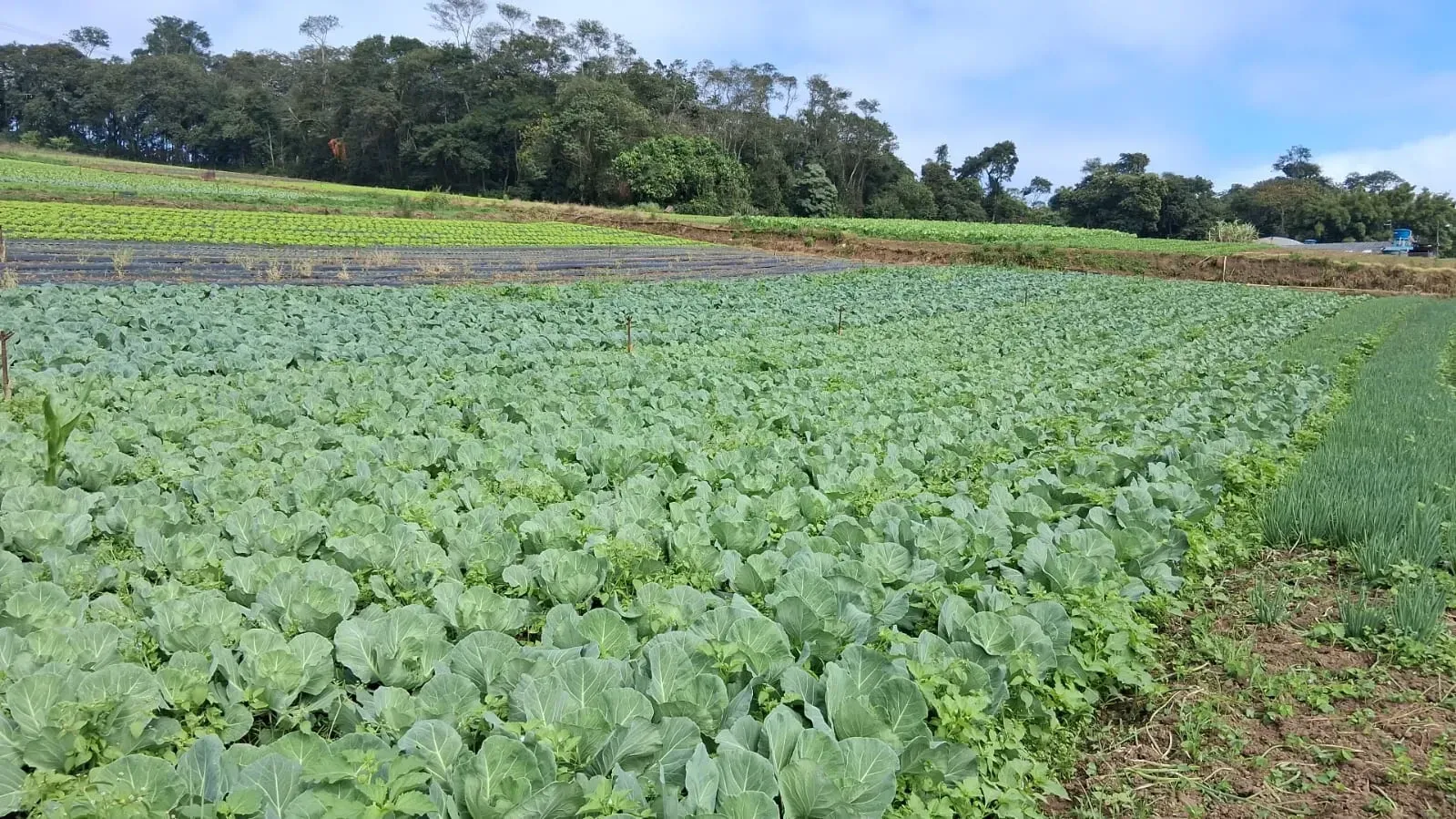 Imagem Terreno à Venda, 186.000 m² em Pirituba - Arujá