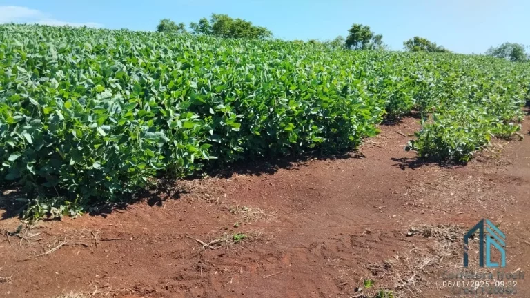 Imagem Fazenda com 57 alqueires (plantando 46) Solo roxo alta fertilidade, Engenheiro Beltrão PR