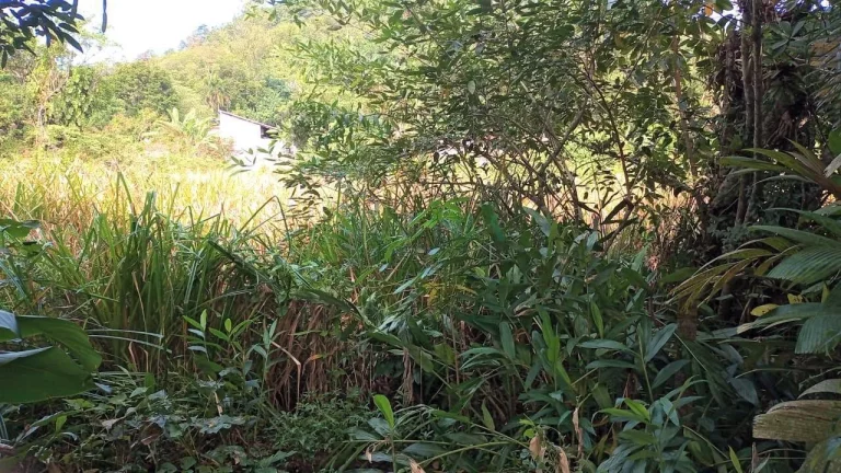 Imagem Terreno para vender na Praia do Itamanbuca em Ubatuba