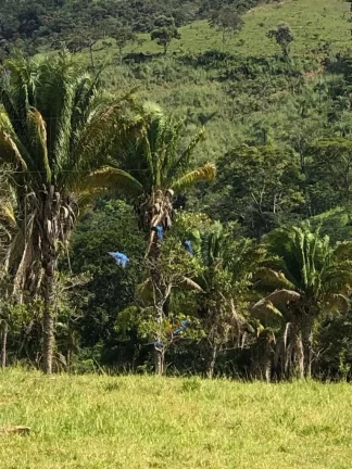 Imagem Fazenda à venda em Cocalzinho de Goiás/GO