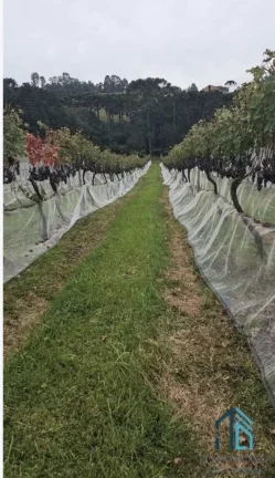 Imagem - Fazenda, Vinícola, Sítio, A VENDA, próximo ao centro de São Joaquim SC