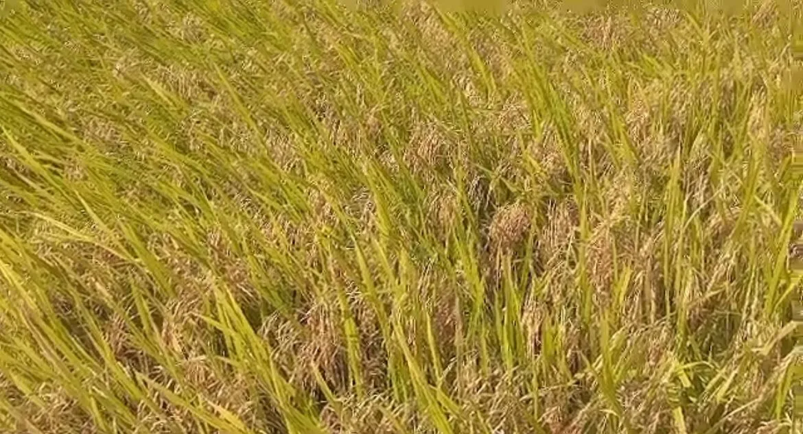 Imagem Fazenda à venda no Vale Verde - RS - 433 hectares. Ideal para Arroz e Soja.