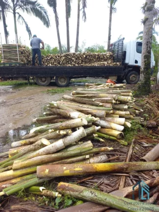 Imagem Chácara/Sítio, propriedade produtiva, 30 hectares com plantação de palmito pupunha, em Guaratuba PR