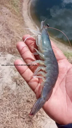 Imagem Fazenda para Venda em Pendências, RN 404 cidade do Rio Grande do Norte.