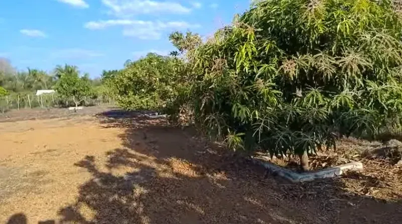 Imagem Terreno à Venda, 1000 m² em Esperantina - Esperantina