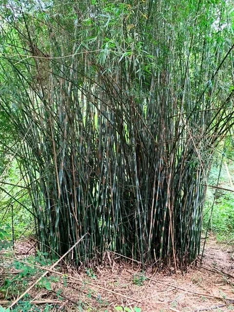Imagem Chácara à venda 994000M², Barreiro, Aparecida - SP