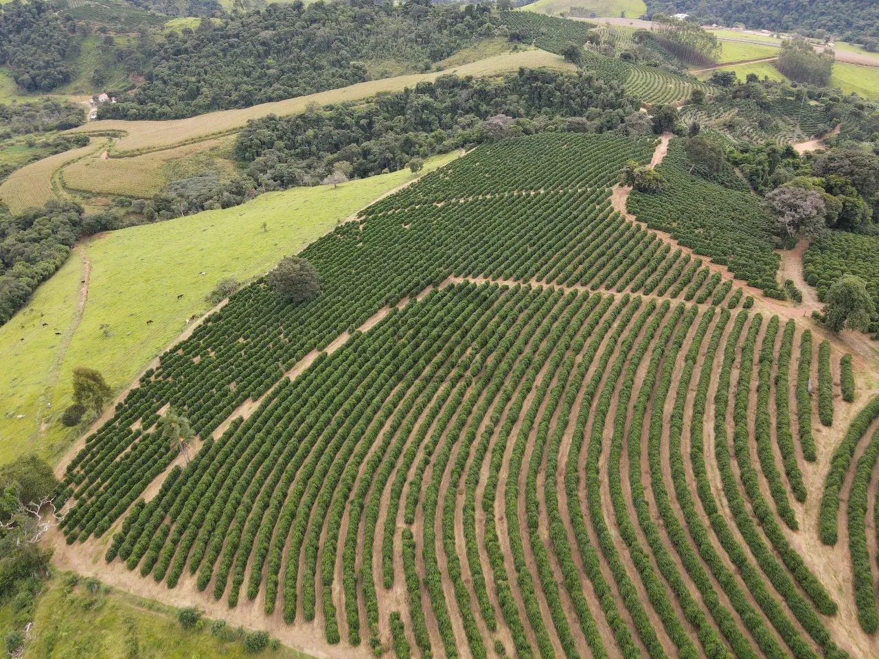 Imagem Fazenda 48 m² à venda em Roseira, Bandeira do Sul
