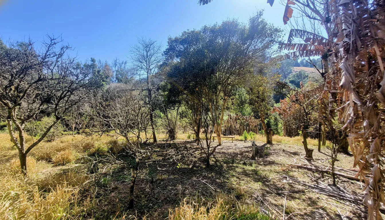 Imagem Chácara 40 m² à venda em Correias, Bandeira do Sul