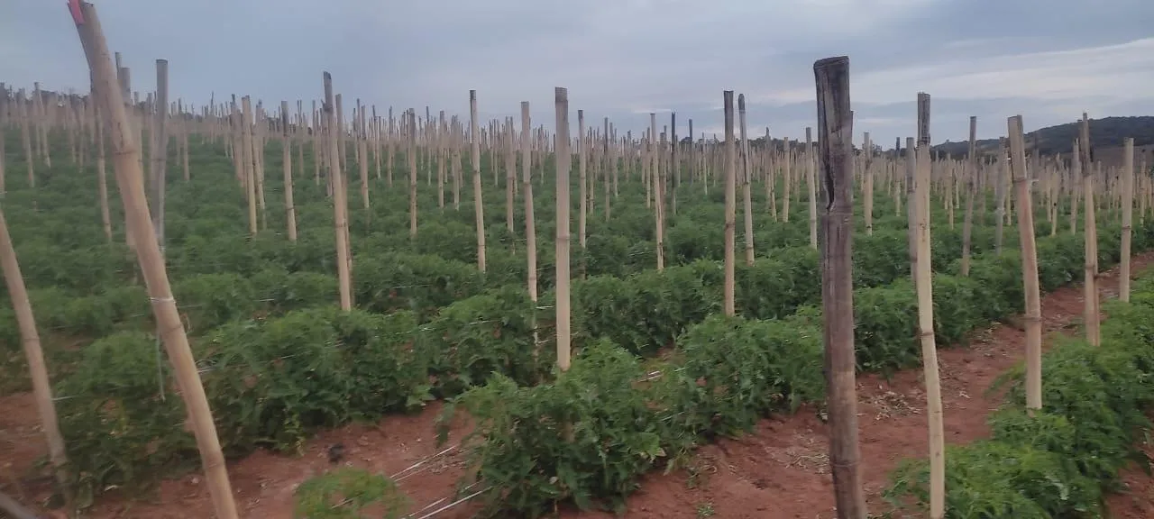 Imagem FAZENDA À VENDA - CRUCILÂNDIA (MG) 120 hectares de área total