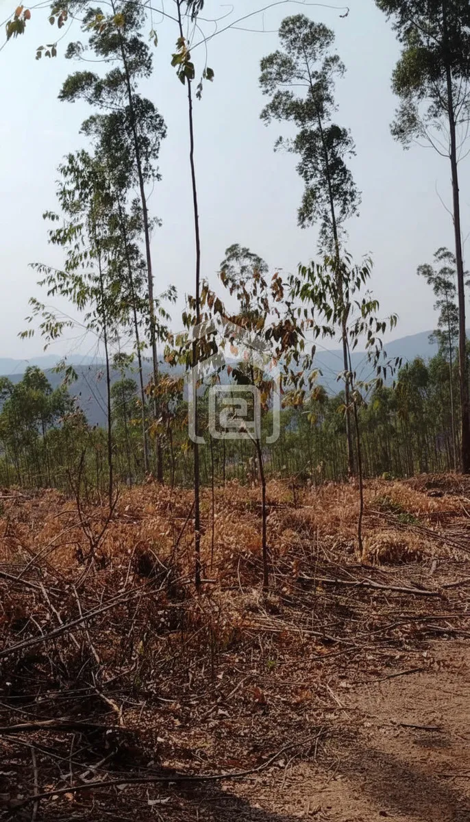 Imagem Sítio 24 m² à venda em Pocinhos do Rio Verde, Caldas