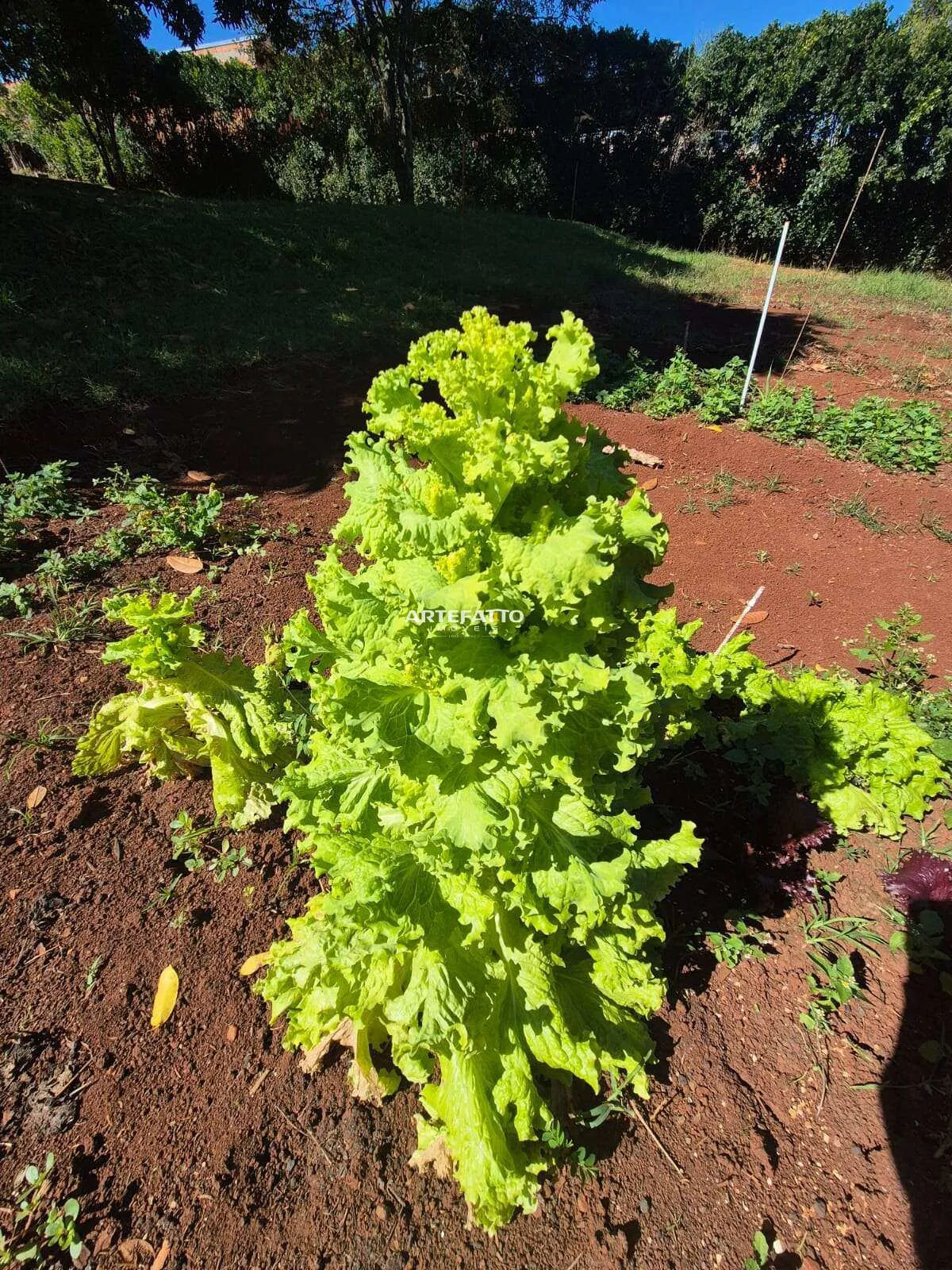 Imagem Chácara com Escritura à Venda em Franca/SP - 5.000 m2, Saída Ibiraci KM 4