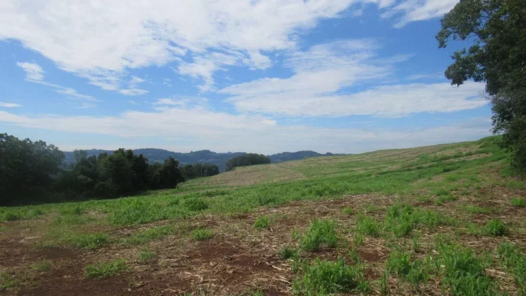 Imagem Área Agrícola para Venda em Concórdia, Rancho Grande