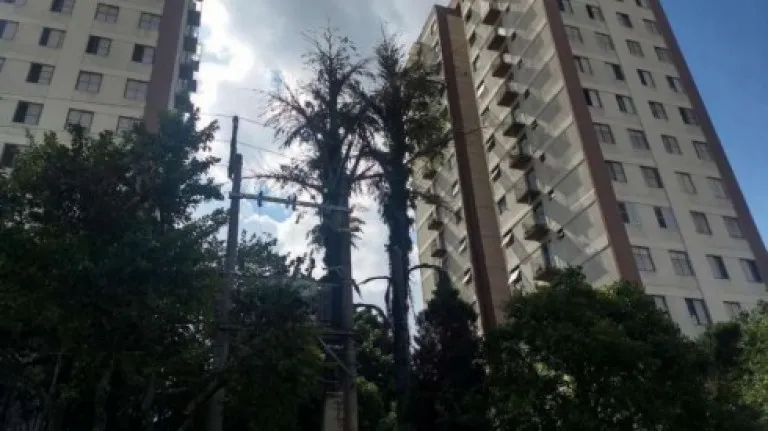 Imagem Apartamento com 2 Quartos à Venda ou Locação, 55 m² em Vila Campestre - São Paulo