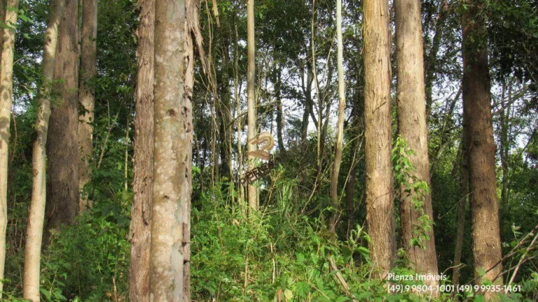 Imagem Terreno para Venda em Concórdia, Planalto
