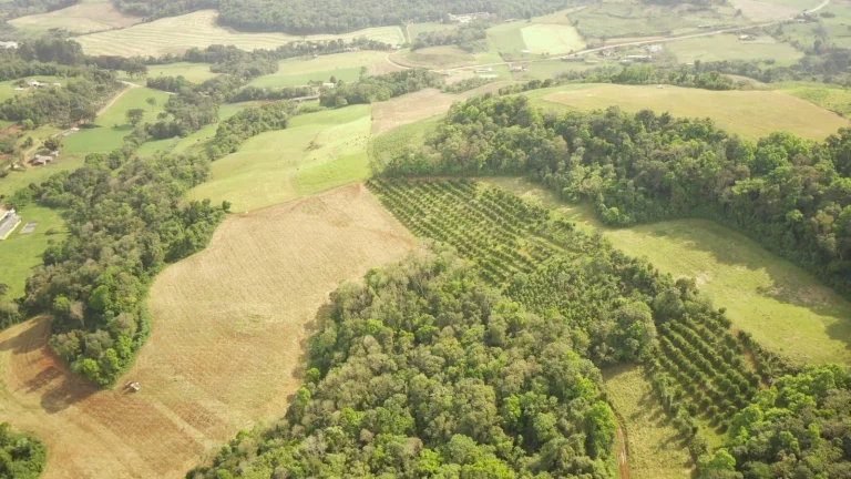Imagem Área Agrícola para Venda em Concórdia, Rural