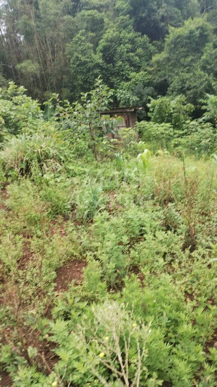 Imagem Chácara para venda em Santo Antônio da Patrulha Roça Grande