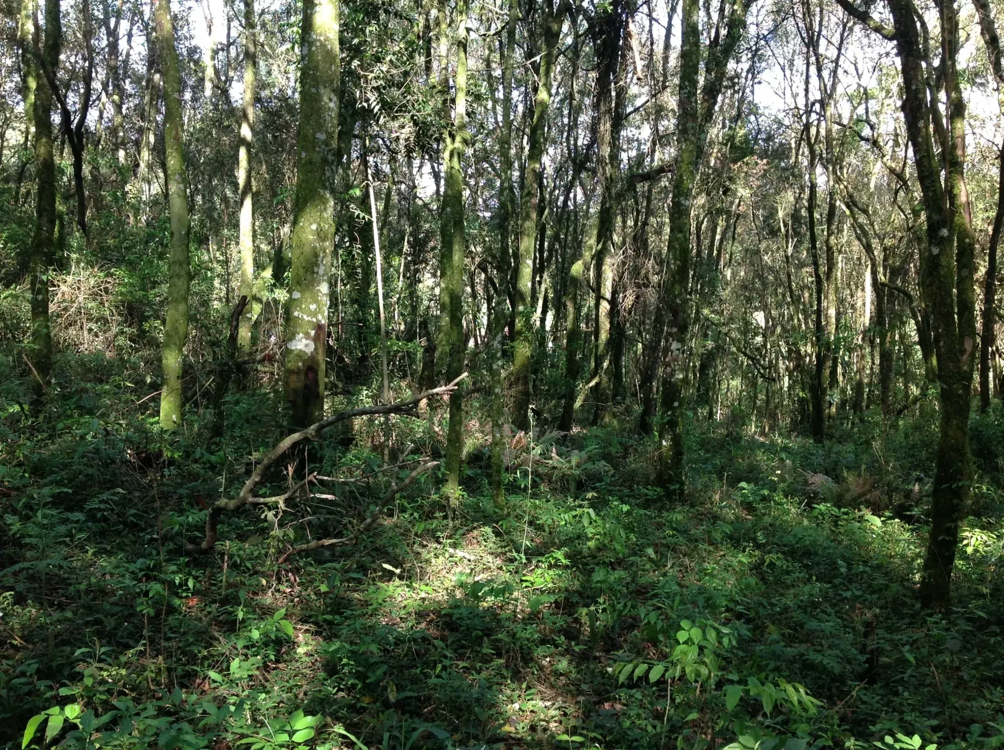 Imagem Terreno em Condomínio à Venda, 3.437 m² em Vila David Antônio - Campo Largo