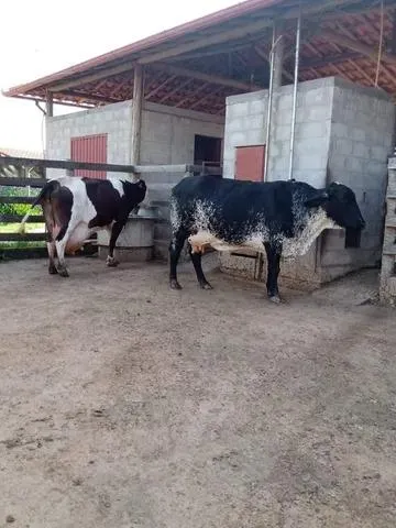 Imagem FAZENDA À VENDA - JECEABA (MG) 25 hectares de terra