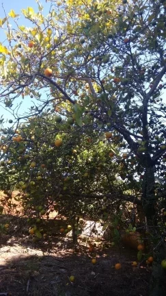 Imagem Chácara Lazer e Moradia em Socorro!