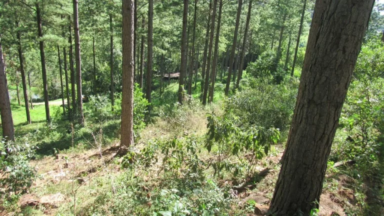 Imagem Área Agrícola para Venda em Jaborá, Rural