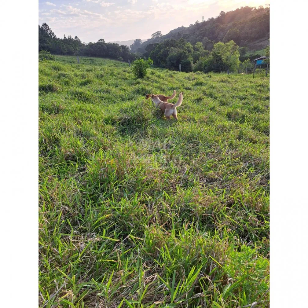 Imagem Santo Antônio da Patrulha RS - Localidade de Pinheirinhos.
R$ 270.300,00 A que busca uma área...