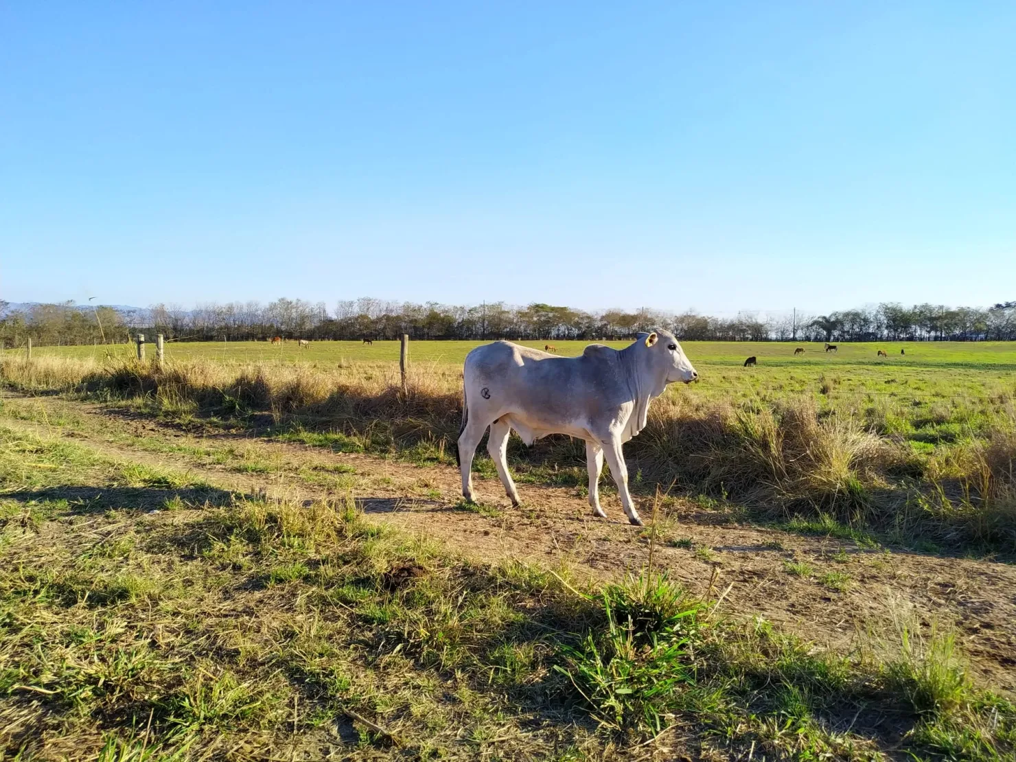 Imagem Chácara à venda 3 Quartos, 1 Suite, 4840000M², Zona Rural, Cachoeira Paulista - SP