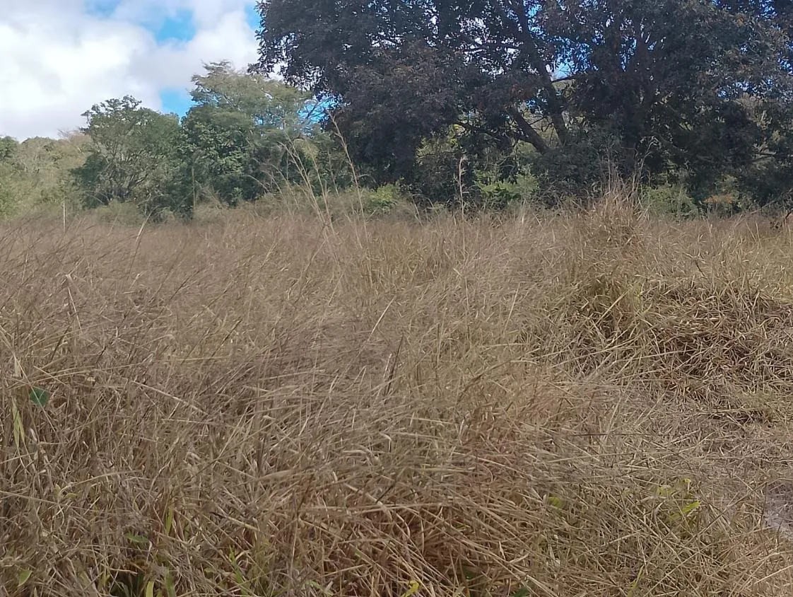 Imagem Vendo um excelente sítio em Piedade dos Gerais/MG, com 5,6 hectares (56.000 m²)
